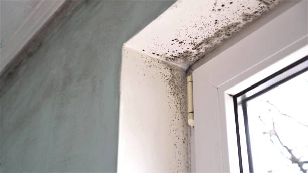  New Vienna, OH Mold Removal Pros