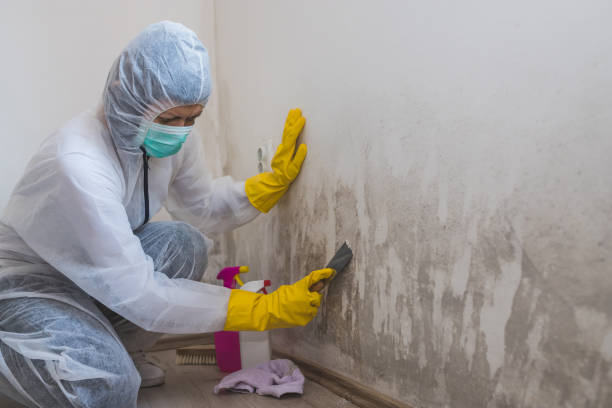 Best Kitchen Mold Remediation in New Vienna, OH