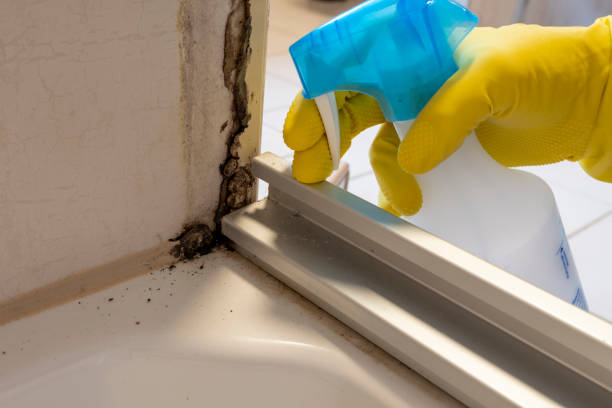 Professional Mold Remediation in New Vienna, OH