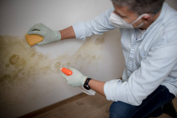 Best Post-Flood Mold Remediation in New Vienna, OH