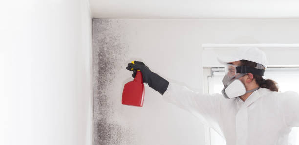 Best White Mold Remediation in New Vienna, OH