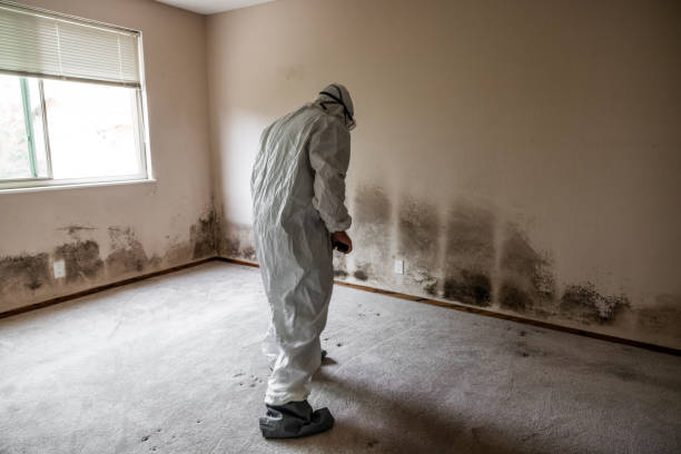 Best Mold Remediation for Schools in New Vienna, OH