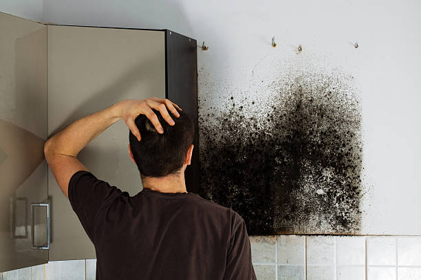 Best Post-Flood Mold Remediation in New Vienna, OH